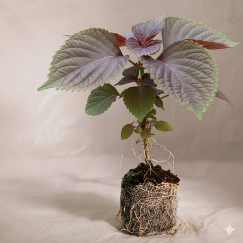 Bi-Colour Shiso