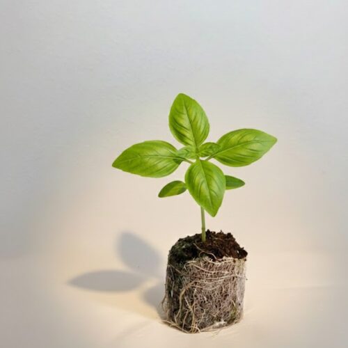 Lemon Basil