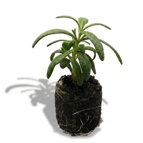 Rosemary